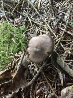 Cortinarius parvannulatus thumbnail 2