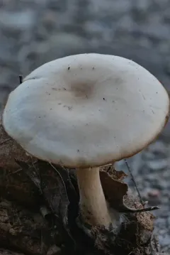Clitocybe diatreta thumbnail 2