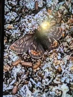Dingy Fritillary thumbnail 4