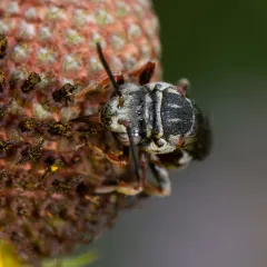 Obliterated Longhorn-Cuckoo thumbnail 4