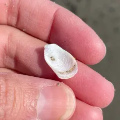 Eastern White Slippersnail thumbnail 4