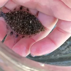 Starry Flounder thumbnail 4