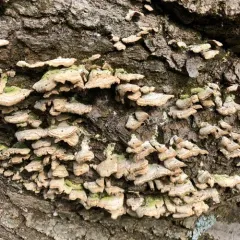 violet-toothed polypore thumbnail 3