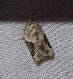 Forbes' Acleris Moth thumbnail 1