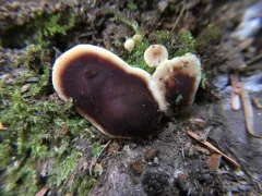 Doughnut Fungus thumbnail 4