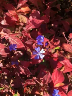 blue leadwort thumbnail 4