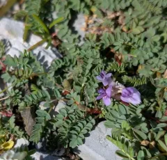 Bodin's Milkvetch thumbnail 3