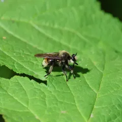 Laphria fernaldi thumbnail 3