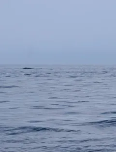 Bowhead Whale thumbnail 4