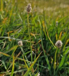 Alpine Foxtail thumbnail 3