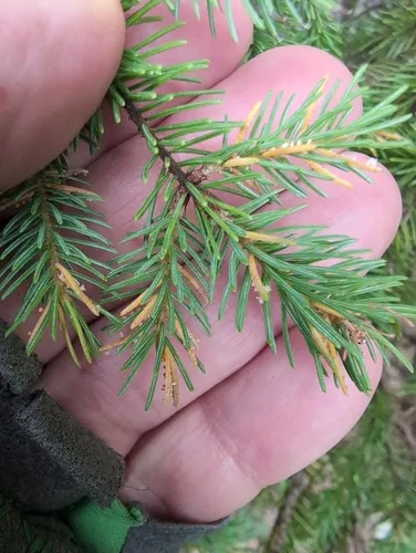 Spruce-Labrador tea needle rust