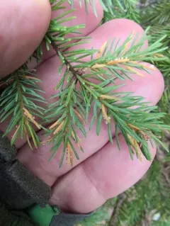 Spruce-Labrador tea needle rust thumbnail 1