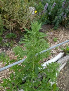 Russian-pigweed thumbnail 4
