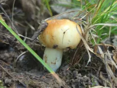 Stinking Brittlegill thumbnail 3