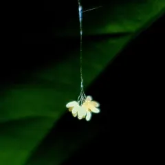 Leucochrysa insularis thumbnail 4
