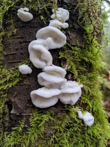 Flowery Spongepore