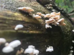 Panellus pusillus thumbnail 4