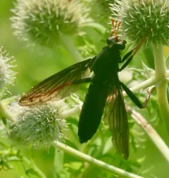 Golden-legged Mydas Fly thumbnail 3
