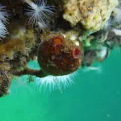 Bristly Tunicate thumbnail 4