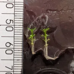 Small Waterwort thumbnail 4