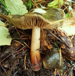 Phaeocollybia olivacea thumbnail 1