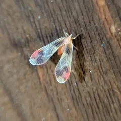 Anotia uhleri thumbnail 4