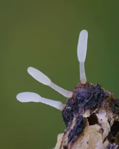 Typhula setipes thumbnail 2