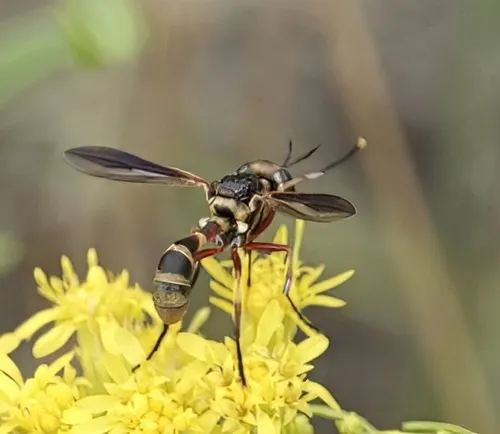 Physoconops gracilis