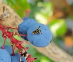Rhagoletis berberis thumbnail 4