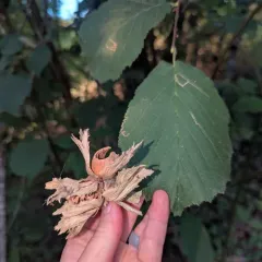 common hazel thumbnail 4