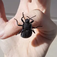 Stenomorpha opaca thumbnail 3