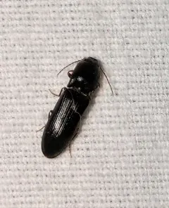 Melanotus longulus thumbnail 3