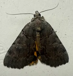 Alabama Underwing thumbnail 4