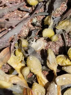 Common shore-skipper thumbnail 1