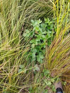 Fuller's bristly dewberry thumbnail 4