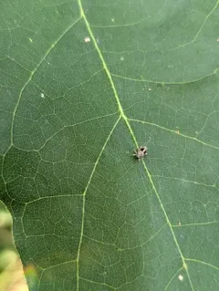 Cylindrocopturus binotatus thumbnail 2
