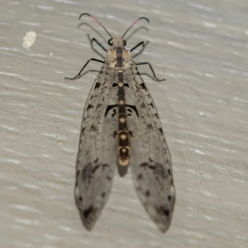 Eastern Spotted-winged Antlion