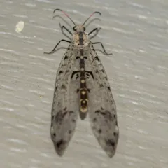Eastern Spotted-winged Antlion thumbnail 1