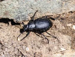 Eleodes granulata thumbnail 4