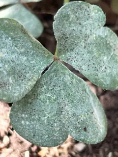 Erysiphe russellii thumbnail 2