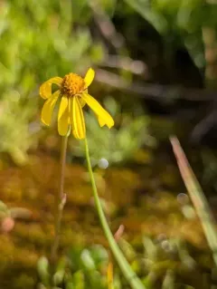Buek's groundsel thumbnail 3