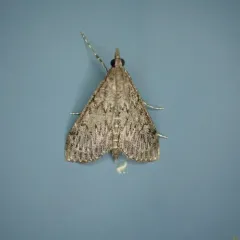 Dusky Saucrobotys Moth thumbnail 3