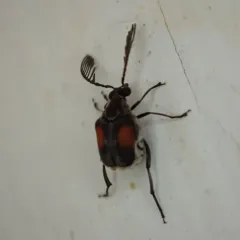 Red Megacerus thumbnail 4