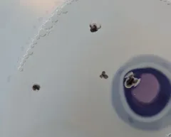 Helicid Pteropod thumbnail 3