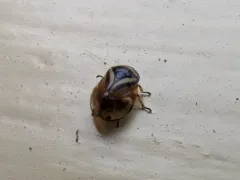 Heath Spittlebug thumbnail 4