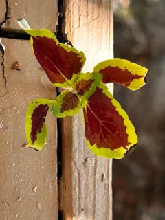Coleus thumbnail 3