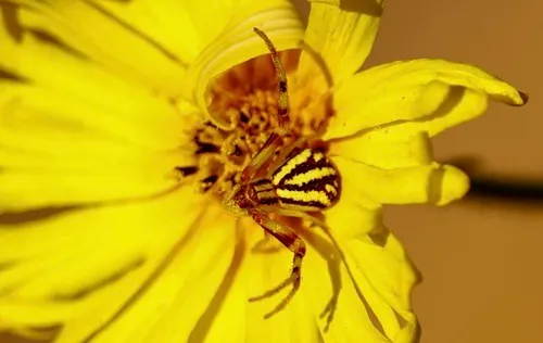 Mecaphesa schlingeri