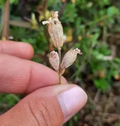 Parry's Campion thumbnail 2
