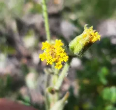 nodding arnica thumbnail 4