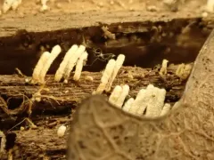 Rectipilus davidii thumbnail 3